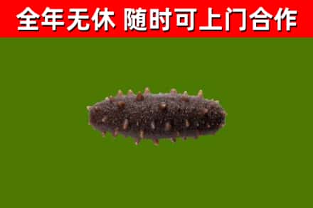 金门县烟酒回收干海参.jpg